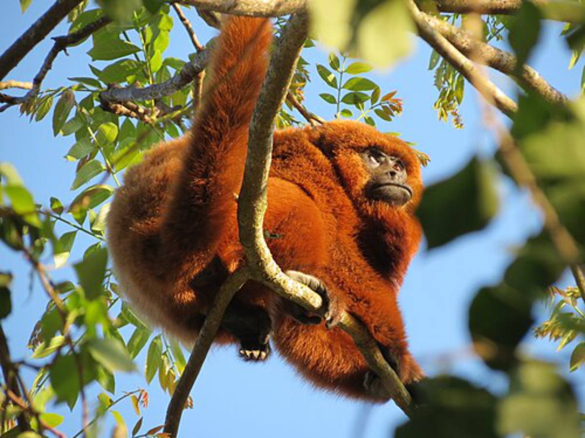 macaco bugio descansando no galho da árvore