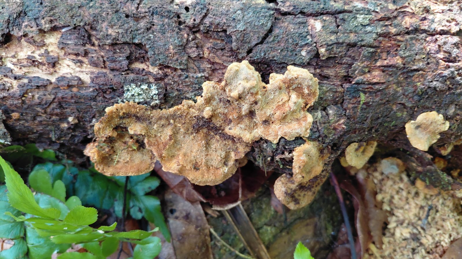 cogumelo da floresta nascendo num troco de árvore