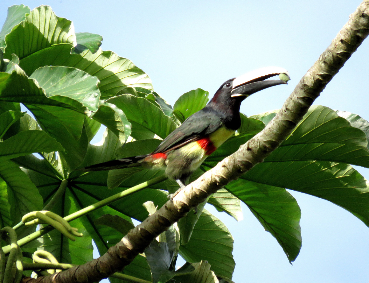 tucano ou araçari de bico verde comendo semente na a´rvore